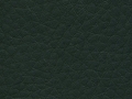 destiny-evergreen