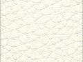 prestige-shell